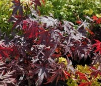 Acer palmatum 'Bloodgood' - Japanse esdoorn - 1