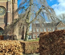 Fagus sylvatica ‘Purpurea Pendula’
