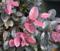 Loropetalum chinense 'Fire Dance'