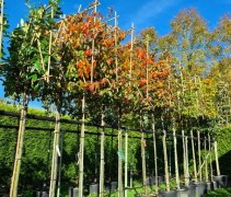 Parrotia persica 'Bella'
