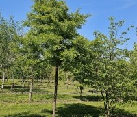Malus toringo 'Brouwers Beauty' - Sierappel 'Brouwers Beauty' - 1