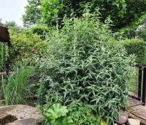 Buddleja dav. 'Black Knight'