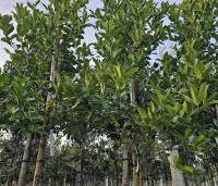 Ilex koehneana 'Chestnut Leaf' - Kastanje bladige hulst - 1