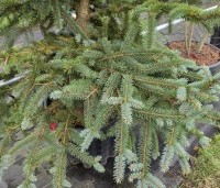 Picea pungens 'Glauca' - Blauwspar 'Glauca' - 2