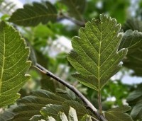 Sorbus intermedia 'Brouwers' - Zweedse Lijsterbes - 2