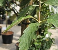 Sorbus intermedia 'Brouwers' - Zweedse Lijsterbes - 3
