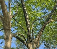 Sophora japonica - Honingboom - 1