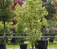 Acer platanoides 'Drummondii' - Gevlekte Noorse Esdoorn - 1