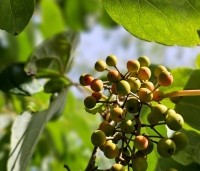 Idesia polycarpa - Oranjekers - 1