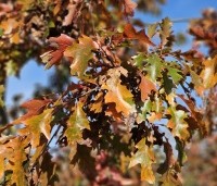 Quercus palustris - Moeraseik - 1
