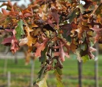 Quercus palustris - Moeraseik - 2