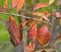 Prunus x yedoensis  - Yoshinokers - 3