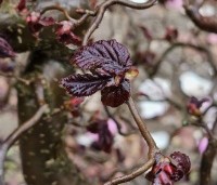 Corylus avellana 'Red Majestic' - Rode kronkelhazelaar - 2