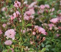 Rosa'The Fairy' - Bodembedekkende roos 'The Fairy' - 1