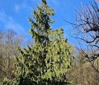 Chamaecyparis nootkatensis 'Pendula' - Treurcypres - 1