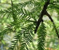 Taxodium distichum - Moerascypres - 8