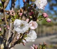 Prunus serrulata 'Amanogawa' - Japanse Sierkers - 3