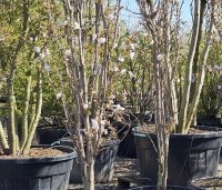 Prunus serrulata 'Amanogawa' - Japanse Sierkers - 4