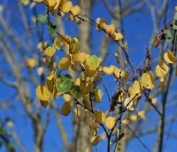 Cercidiphyllum japonicum  - Katsuraboom - 2