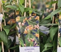 Lonicera henryi - Groenblijvende kamperfoelie - 1