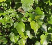 Morus alba - Moerbei - 1