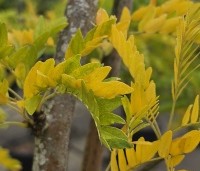Gleditsia triacanthos 'Sunburst' - Valse christusdoorn - 3