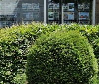 Taxus baccata - Venijnboom - 1