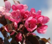 Malus 'Rudolph' - Sierappel - 4