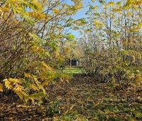 Pterocarya fraxinifolia - Vleugelnoot - vogelbosje met doorgang