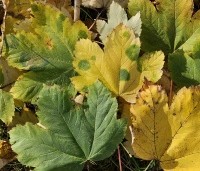 Acer platanoides - Noorse Esdoorn - 4