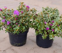 Dwerg rododendron 'Moerheim' met paarse bloemen