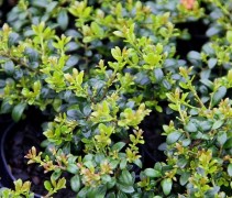 Ilex crenata 'Stokes'