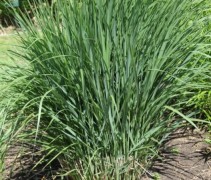 Vingergras 'Northwind' toepassing in tuin in zomer zon