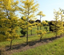 Gleditsia 'Sunburst' bonsai 