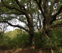 Quercus robur