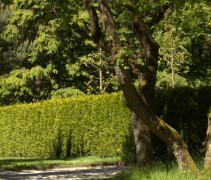 Toepassing haag Thuja occidentalis 'Brabant'