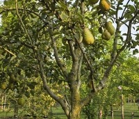 Pyrus com. 'Conference' - Pyrus com. 'Conference' - 3