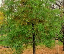 Taxodium Distichum herfst