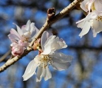 Prunus x subhirtella 'Autumnalis Rosea' - Winterkers - 1