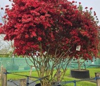 Rododendron Azalea 'Stewartstonian' - Azalea 'Stewartstonian' - 3