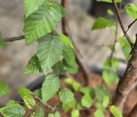 Betula albosinensis 'Fascination' - Chinese rode berk - 1