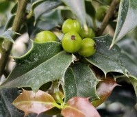Ilex aquipernyi 'Dragon Lady' - Hulst 'Dragon Lady' - 1