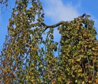 Fagus sylvatica 'Pendula' - Groene Treurbeuk - 1