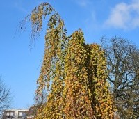 Fagus sylvatica 'Pendula' - Groene Treurbeuk - 2