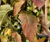 Davidia involucrata var. vilmoriniana - Vaantjesboom - 1