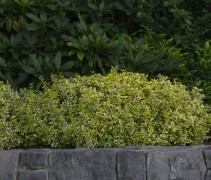 Kardinaalsmuts 'Emerald'n Gold' in border met stenen randafwerking