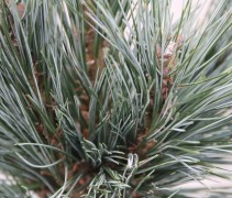 Pinus flex