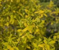 Philadelphus coronarius 'Aureus' - Boerenjasmijn 'Aureus' - 2