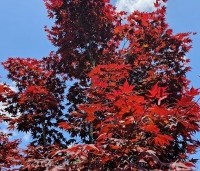 Acer palmatum 'Bloodgood' - Japanse esdoorn - 1