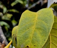 Juglans regia 'Rita' - Walnoot 'Rita' - herfstverkleuring blad